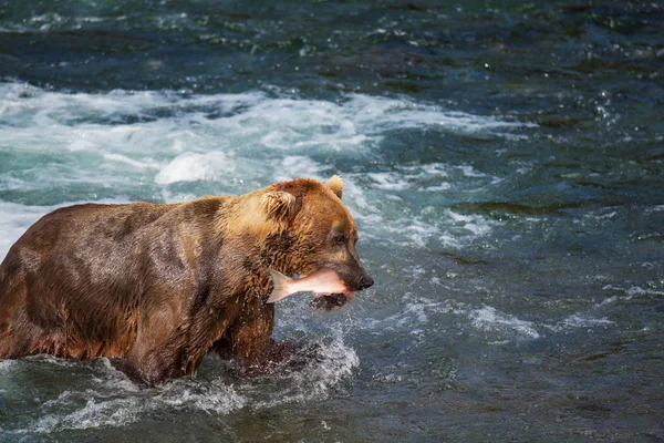 Urso Pardo Caçar Salmão Brooks Cai Costa Brown Grizzly Bears — Fotografia de Stock