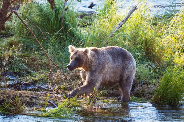 Oso Pardo Cazando Salmón Brooks Cae Coastal Brown Grizzly Bears — Foto de Stock