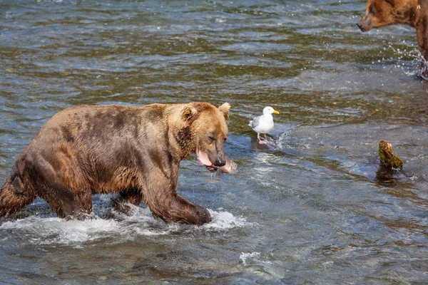 Grizzly Bear Hunting Salmon Brooks Falls Coastal Brown Grizzly Bears — Stock Photo, Image