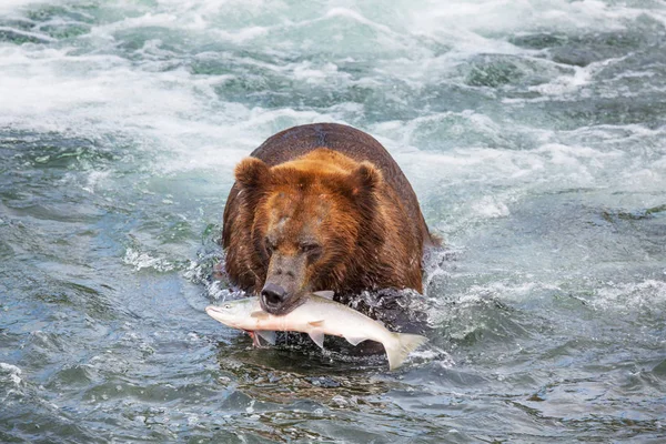 Urso Pardo Caçar Salmão Brooks Cai Costa Brown Grizzly Bears — Fotografia de Stock