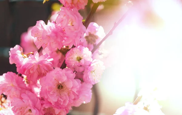 杏树粉红色的花 美丽的春天概念背景 — 图库照片