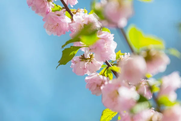 Almendro Flores Rosadas Hermoso Fondo Conceptual Primavera —  Fotos de Stock