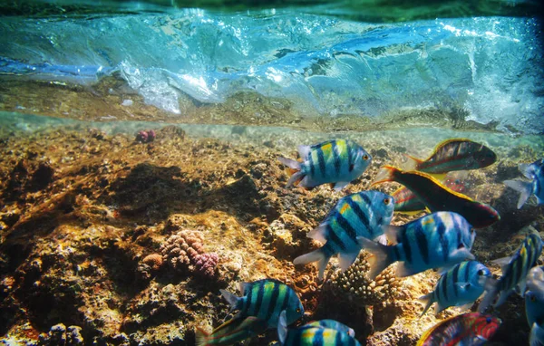 Living Coral reef in Red Sea, Egypt. Natural unusual background.