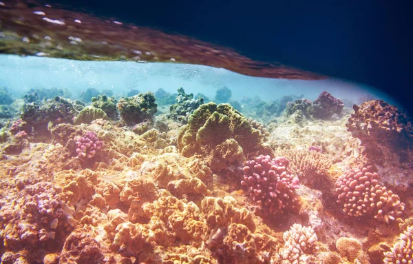 Živý Korálový Útes Rudém Moři Egypt Přirozené Neobvyklé Pozadí — Stock fotografie