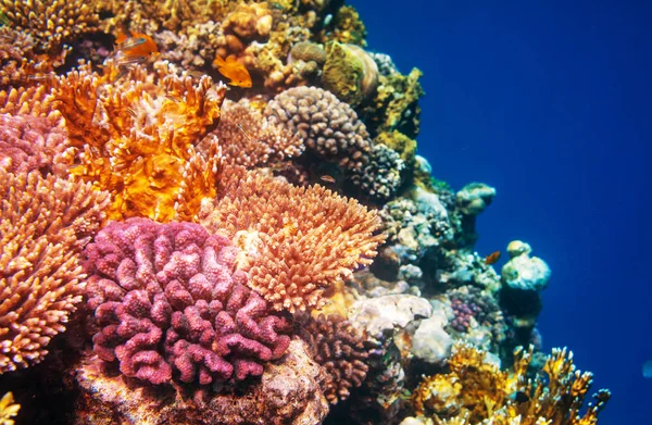 Living Coral Reef Red Sea Egypt Natural Unusual Background — Stock Photo, Image