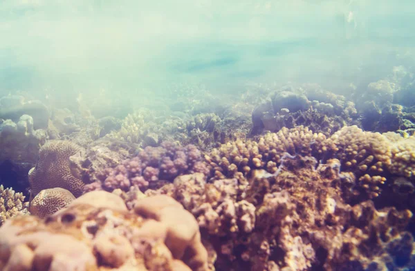 Живий Кораловий Риф Червоному Морі Єгипет Природний Незвичний Фон — стокове фото