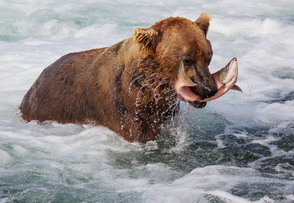 ブルックスでグリズリークマ狩りサーモンが落下します アラスカのカトマイ国立公園で沿岸ブラウングリズリーベアーズ釣り 夏のシーズン 自然の野生生物のテーマ ロイヤリティフリーのストック写真