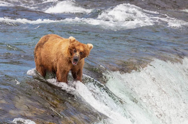 Grizzly Bear Hunting Salmon Brooks Falls Coastal Brown Grizzly Bears Stock Picture