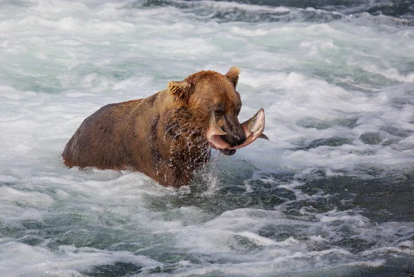 Grizzly Bear Hunting Salmon Brooks Falls Coastal Brown Grizzly Bears Royalty Free Stock Images