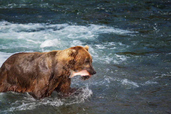 ブルックスでグリズリークマ狩りサーモンが落下します アラスカのカトマイ国立公園で沿岸ブラウングリズリーベアーズ釣り 夏のシーズン 自然の野生生物のテーマ ロイヤリティフリーのストック画像