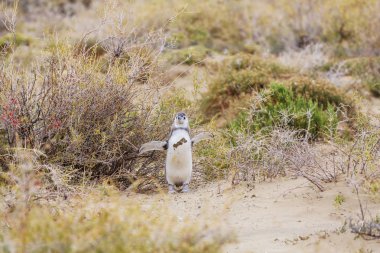 Patagonya 'da Macellan Pengueni (Spheniscus magellanicus)
