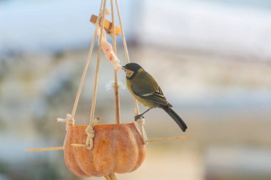 Büyük baştankara kuş tohum can üzerinde oturan.