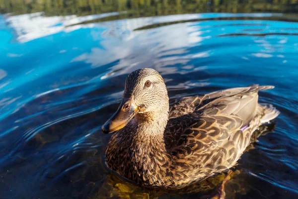 Pato Mallard Incrível Lago Montanhas — Fotografia de Stock
