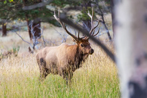 Mountain Bull Elk Nella Foresta Autunnale Colorado Usa — Foto Stock