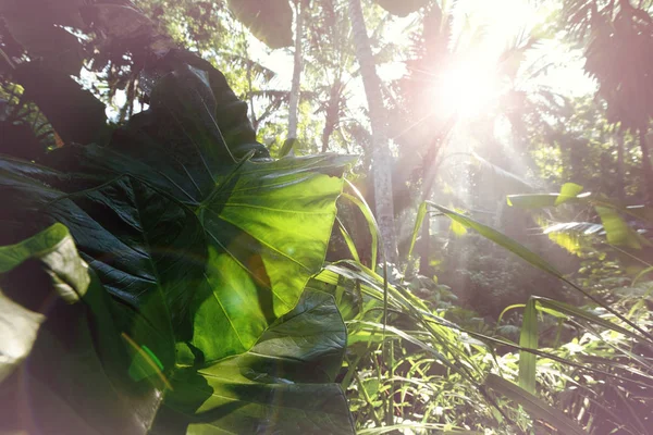 美しい緑の熱帯ジャングル — ストック写真