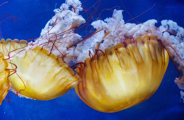 Yellow Unusual Jellyfish Blue Background — Stock Photo, Image