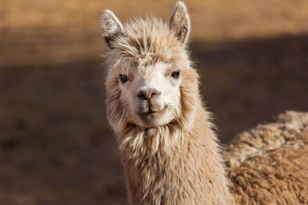 Llama in remote area of Argentina