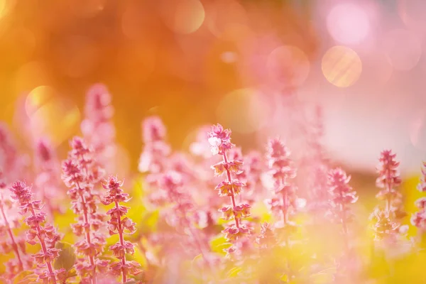 Fleurs Menthe Dans Jardin — Photo