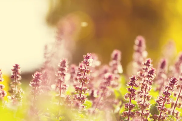 Minzblüten Garten — Stockfoto