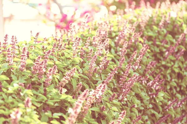 Mint Kwiaty Ogrodzie — Zdjęcie stockowe