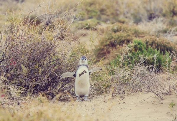 Pingwin Magellanowy Spheniscus Magellanicus Patagonii — Zdjęcie stockowe