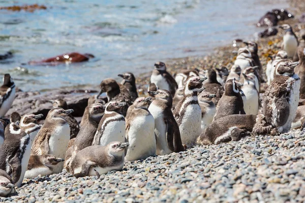 Pingüino Magallánico Spheniscus Magellanicus Patagonia —  Fotos de Stock