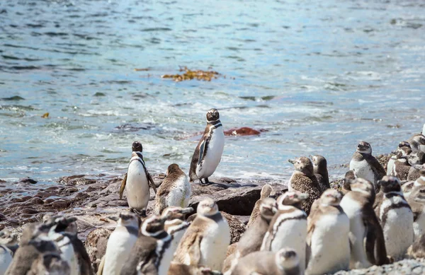 Pinguino Magellano Spheniscus Magellanicus Patagonia — Foto Stock