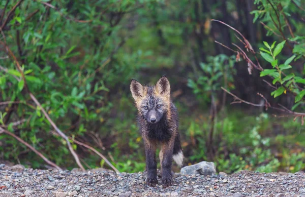 Красивое Дикое Животное Преддверии Arctic Fox Аляске — стоковое фото