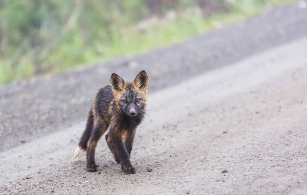 Красивое Дикое Животное Преддверии Arctic Fox Аляске — стоковое фото