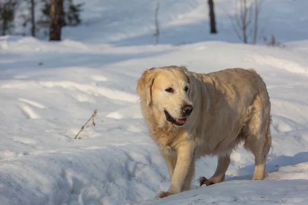 冬の森の犬 — ストック写真