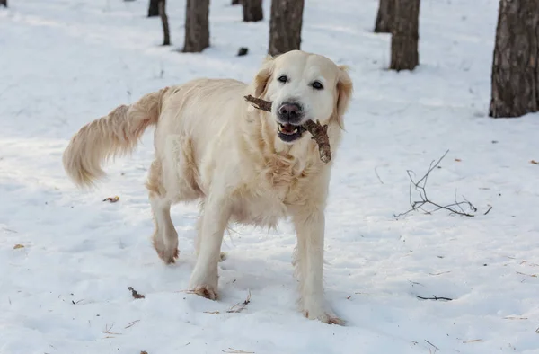 冬の森の犬 — ストック写真