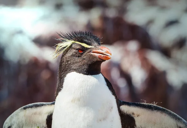 Rockhopper Pinguine Südargentinien — Stockfoto