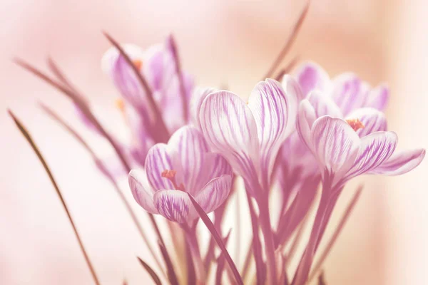 Beautiful Garden Spring Flowers — Stock Photo, Image