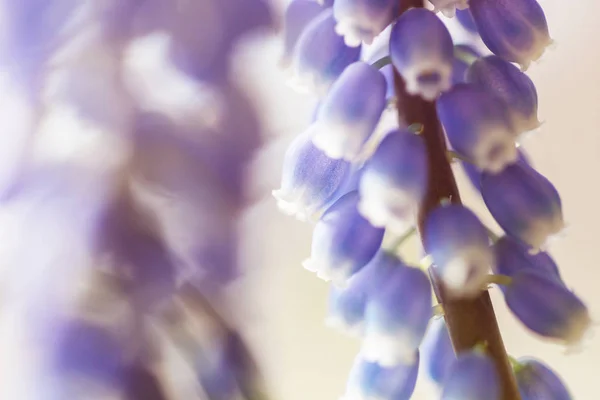 美しいガーデン春の花 — ストック写真