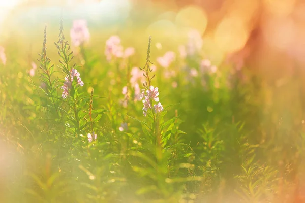 Zonnige Dag Bloemenweide Mooie Natuurlijke Achtergrond — Stockfoto