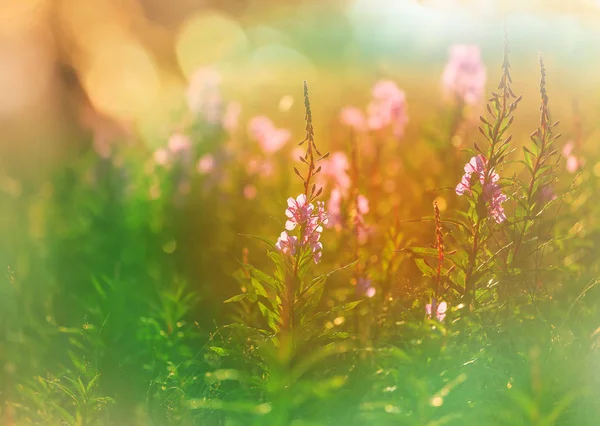 แดดจ าบนท งหญ าดอกไม นหล งธรรมชาต สวยงาม — ภาพถ่ายสต็อก