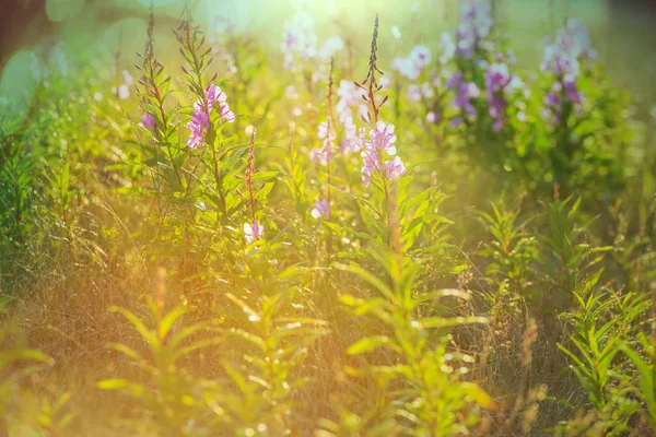 Dia Ensolarado Prado Das Flores Fundo Natural Bonito — Fotografia de Stock