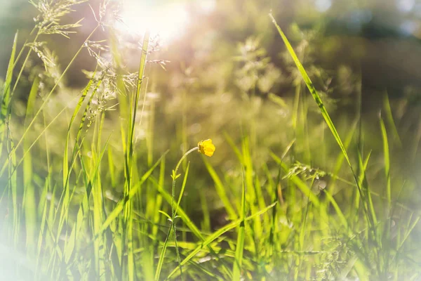 Słoneczny Dzień Łące Kwiatów Piękne Naturalne Tło — Zdjęcie stockowe