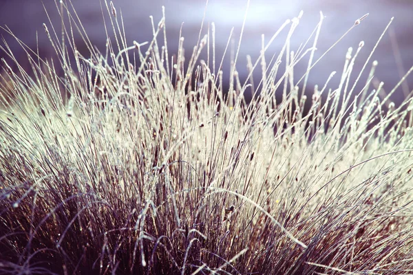 朝の牧草地で草を濡らし — ストック写真