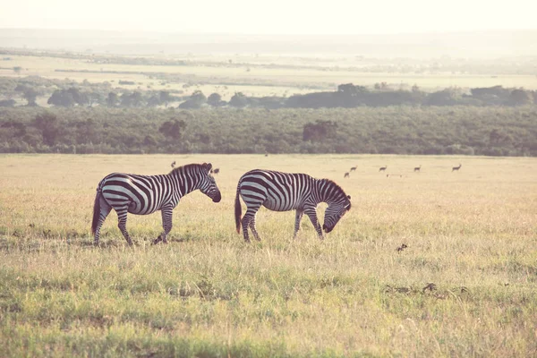 非洲平原斑马在干旱的褐色草原上吃草和吃草 非洲狩猎背景 — 图库照片