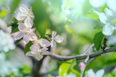 Bahar bahçesinde çiçek açan ağaç. Güzel bahar doğal arka plan.