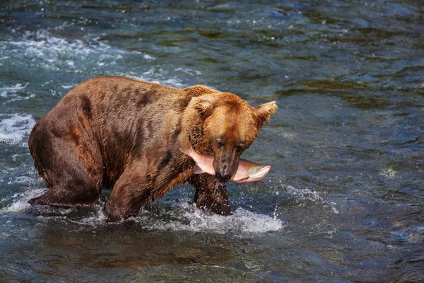 Niedźwiedź Grizzly Polujący Łososia Brooks Falls Brązowe Niedźwiedzie Grizzly Łowiące — Zdjęcie stockowe