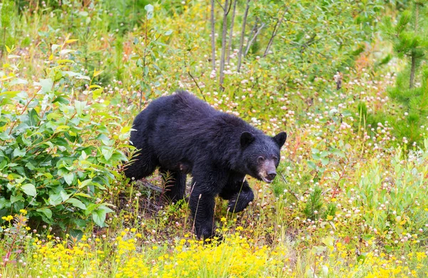 Black Bear Forest — Stock Photo, Image