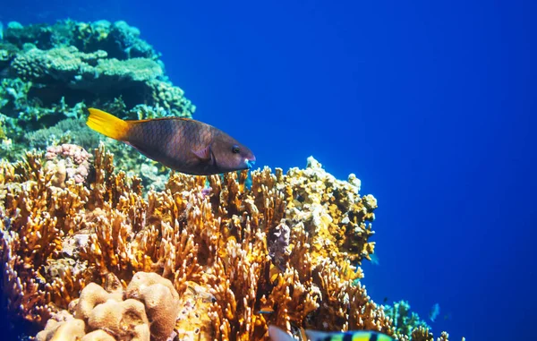 Kızıldeniz, Mısır 'da yaşayan mercan resifi. Doğal olağandışı arkaplan.