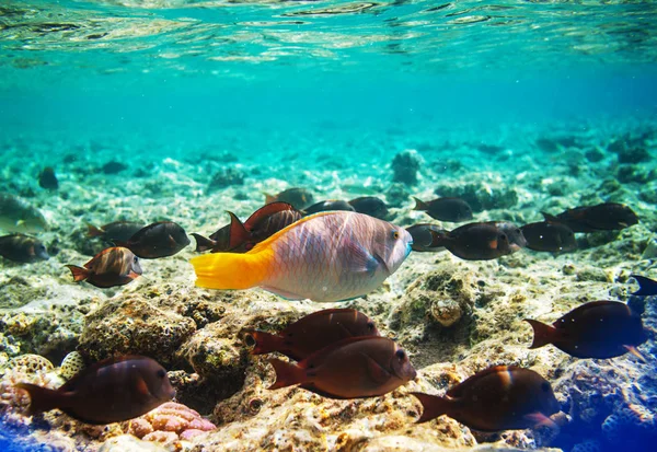 Arrecife Coral Vivo Mar Rojo Egipto Fondo Natural Inusual — Foto de Stock