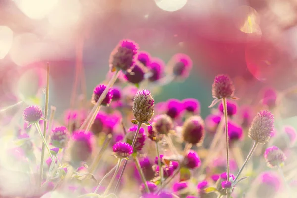 Primer Plano Las Hermosas Flores Adecuado Para Fondo Floral — Foto de Stock