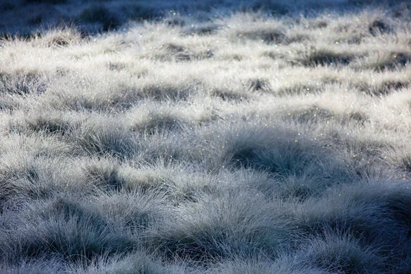 Pradera Congelada Finales Otoño Cerca Fondo Invierno —  Fotos de Stock