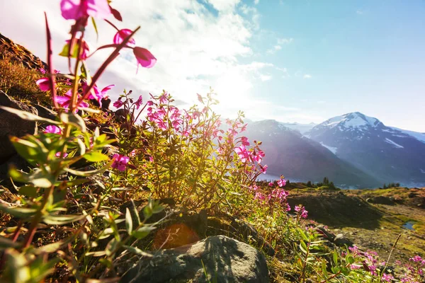 Berg Äng Solig Dag Naturligt Sommarlandskap — Stockfoto