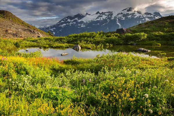 晴れた日の山の牧草地 自然な夏の風景です アラスカの山 — ストック写真