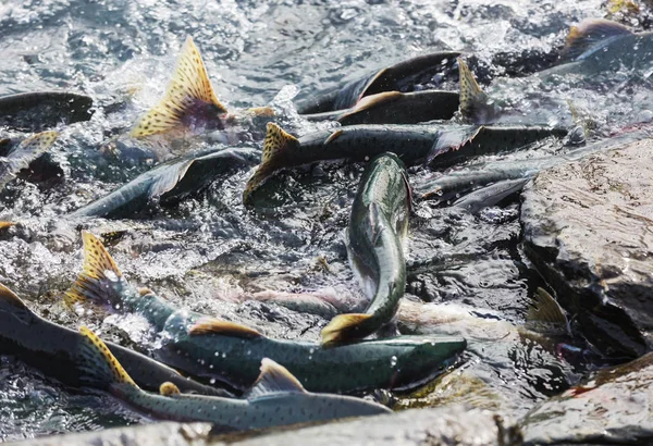 Desova Salmão Rio Alasca — Fotografia de Stock